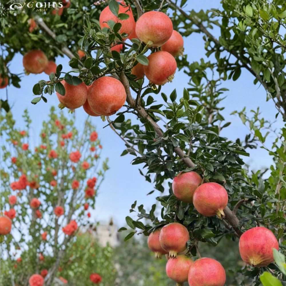 Tunisian Soft-Seed Pomegranate Plant – Punica granatum Live Fruit Tree in Nursery Pot, Sweet Juicy, Nearly Seedless Variety