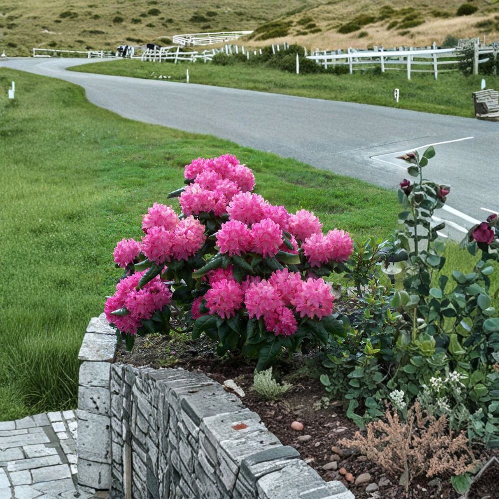 Rhododendron ‘Holden’ Live Evergreen Shrub | Pink & White Blooms | Cold Hardy Landscape Plant | Field Grown 12–15 Inches Wide