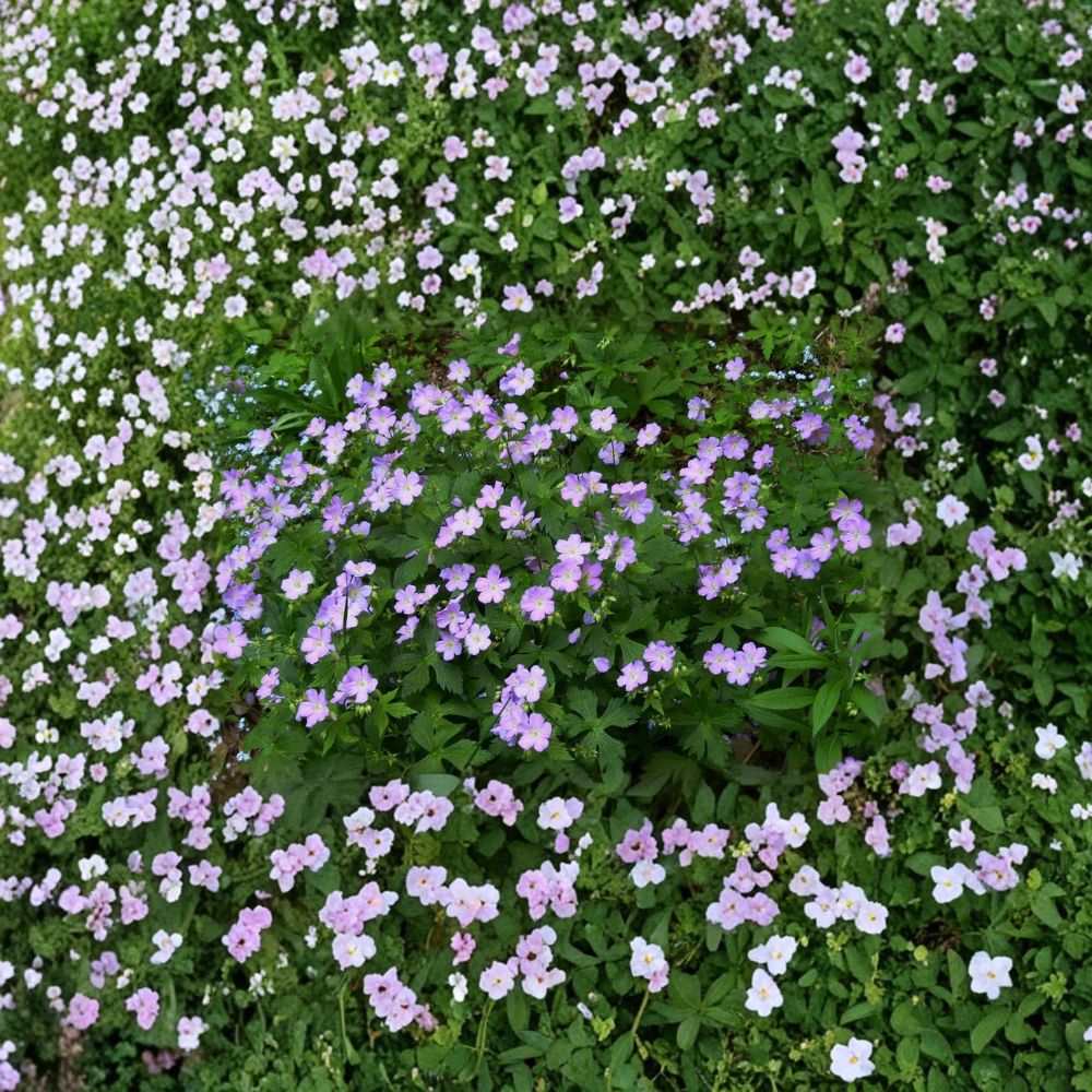 Wild Geranium Bare Roots – Geranium maculatum – Native Woodland Perennial Flower – Pollinator Friendly Hardy Plant
