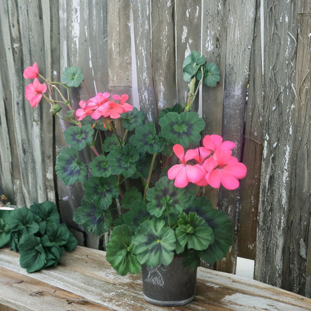 Coral Pink Geranium Cuttings – Pelargonium Zonal | 4 Live 6-Inch Patio & Container Plant | Neon Orange Pink Blooms