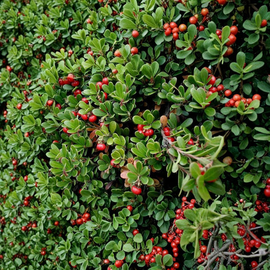 Kinnikinnick Bearberry Groundcover – Arctostaphylos uva-ursi Evergreen with Red Berries – #1 Container Plant