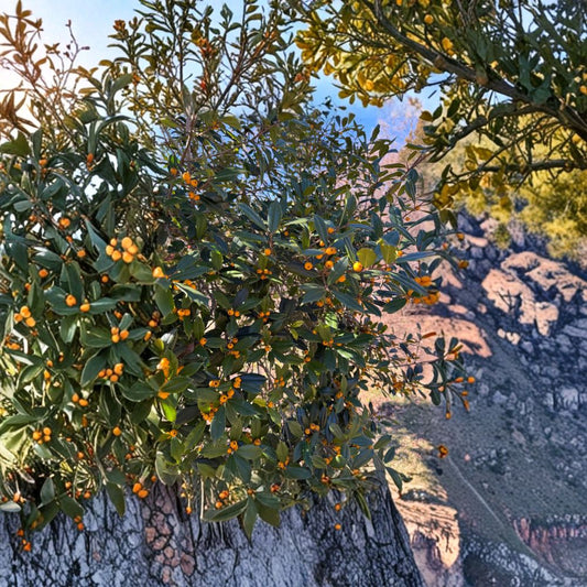 Live Evergreen Holly Plant - 1 Gallon Pot Longwood Gold Ilex x attenuata with Golden Yellow Berries, Holly of the Year 2022
