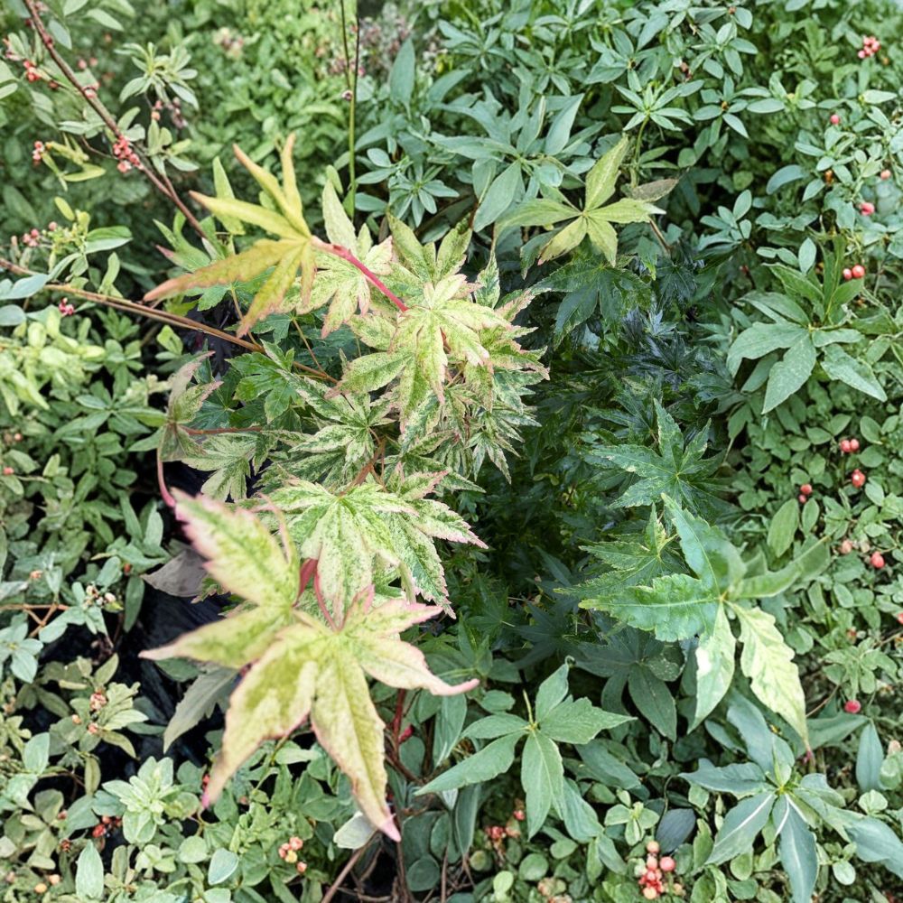 Acer palmatum ‘Cosmos’ – Rare Variegated Japanese Maple in #3 Container with Pink and White Foliage, 30–40 Inches Tall