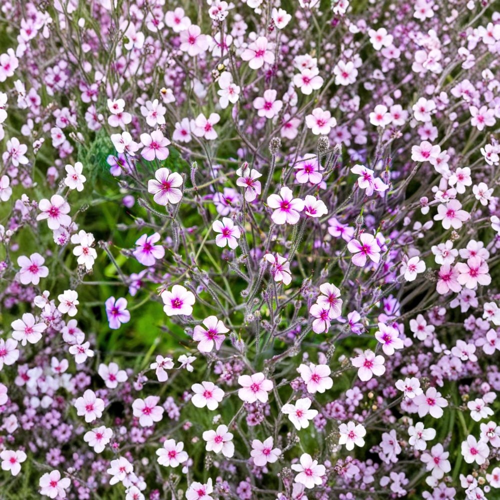 White Madeira Geranium Seeds – Geranium maderense – Rare Hardy Ornamental Plant with White Flowers and Pink Eyes – 10 Giant Cranesbill Seeds