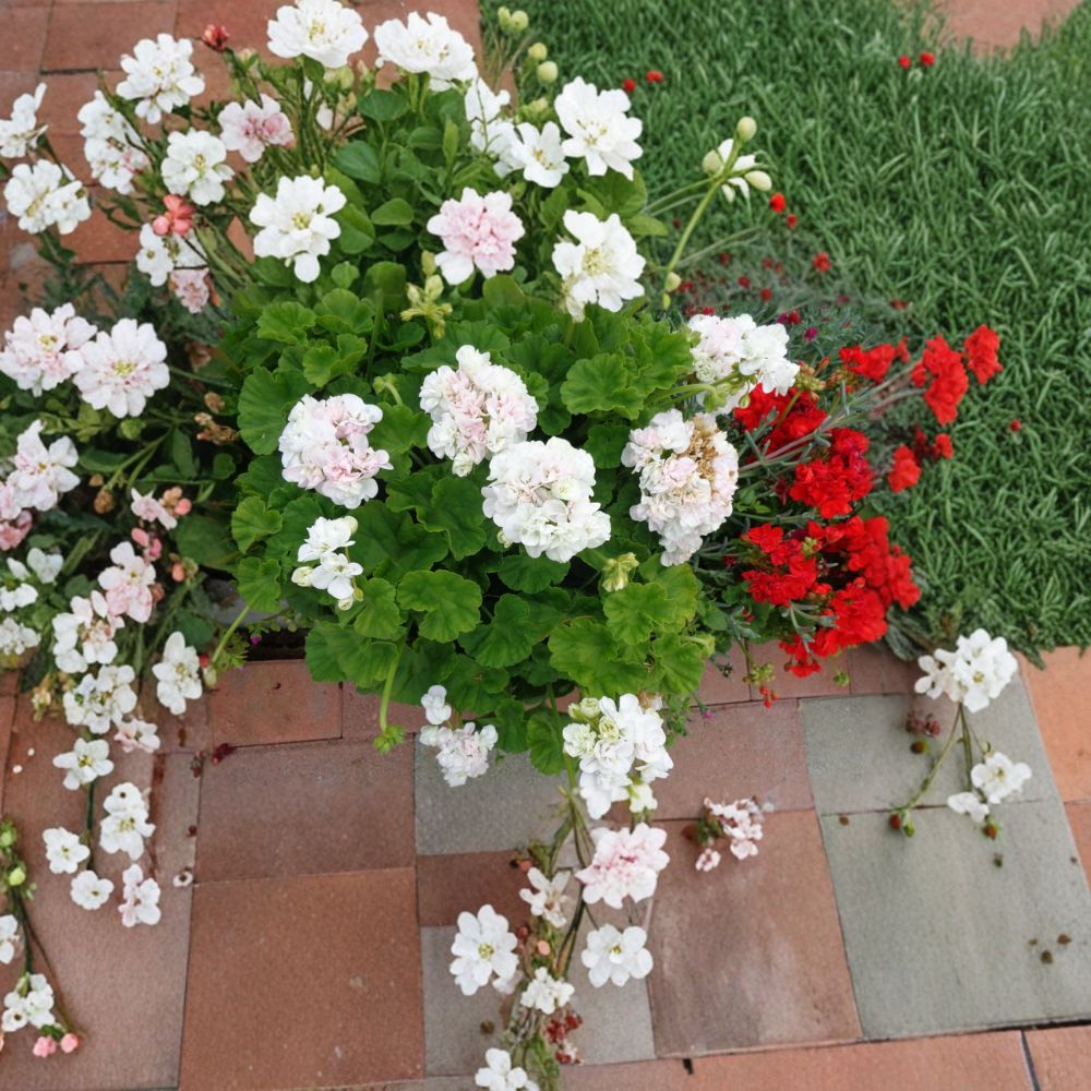 White Pink Geranium Cuttings – Pelargonium Zonal, 3 Live 6-Inch Plants, Double Bloom Flowers, Patio & Container Plant, Easy to Root