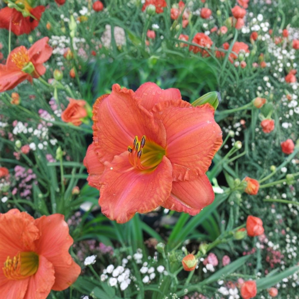 South Seas Daylily Bare Root Plants – Coral Pink Fragrant Reblooming Perennial Hemerocallis for Garden Display