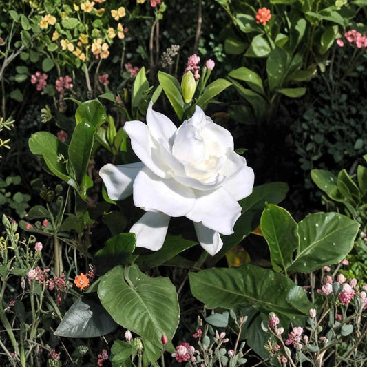 Heirloom Gardenia Plants – Live Shrubs, Fragrant White Blooms, Gardenia jasminoides, Bare Root, 3 Starter Plants