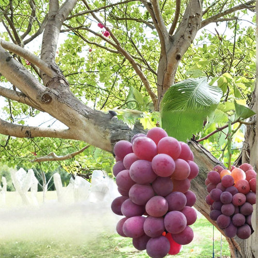 Japanese Benifuji Grape Vine – Vitis vinifera Bare Root Plant, Sweet Aromatic Table Grape, 紅富士 べにふじ, Home Garden Favorite