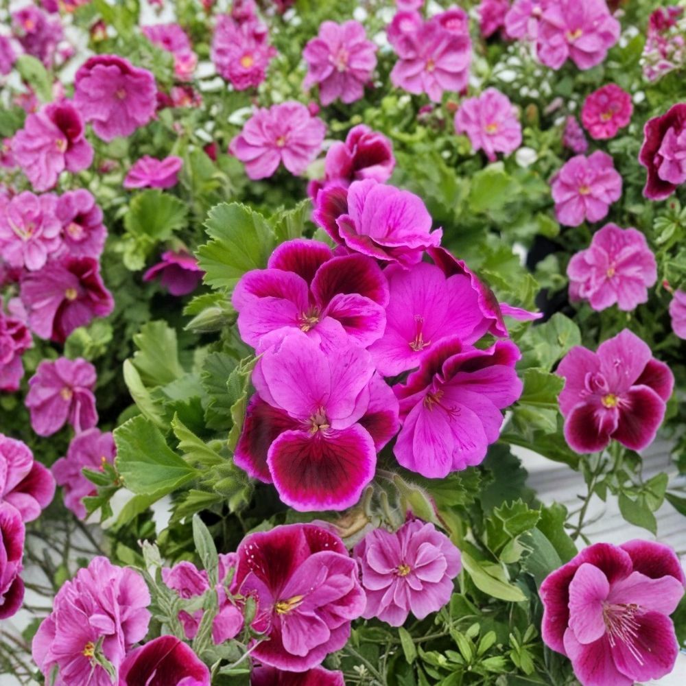 Martha Washington Geranium Cuttings – 6 Rose Pink Pelargonium Live Plants, Organic, Easy to Root, Fragrant Blooms, Regal Geranium