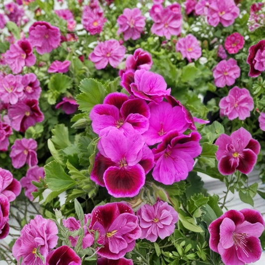 Martha Washington Geranium Cuttings – 6 Rose Pink Pelargonium Live Plants, Organic, Easy to Root, Fragrant Blooms, Regal Geranium