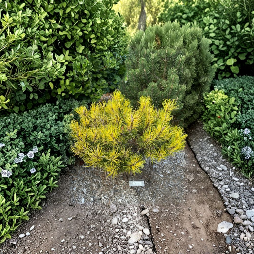 Sunshine Mugo Pine – Live Variegated Evergreen Conifer in 1 Gallon Pot | Pinus mugo Golden Needle Pine