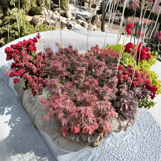 Japanese Maple Live Tree – Acer palmatum ‘Hefner’s Red’ – Deep Maroon Foliage – Heat Tolerant Upright Maple – 30–40 Inches Tall – #3 Container