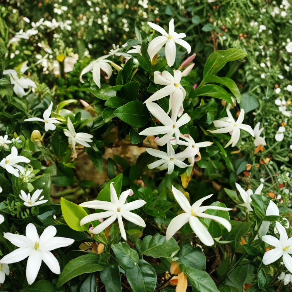 South African Jasmine Plant – Jasminum angulare Live Climbing Vine | Fragrant White Flowering Garden Plant | 5 Gallon Outdoor Plant