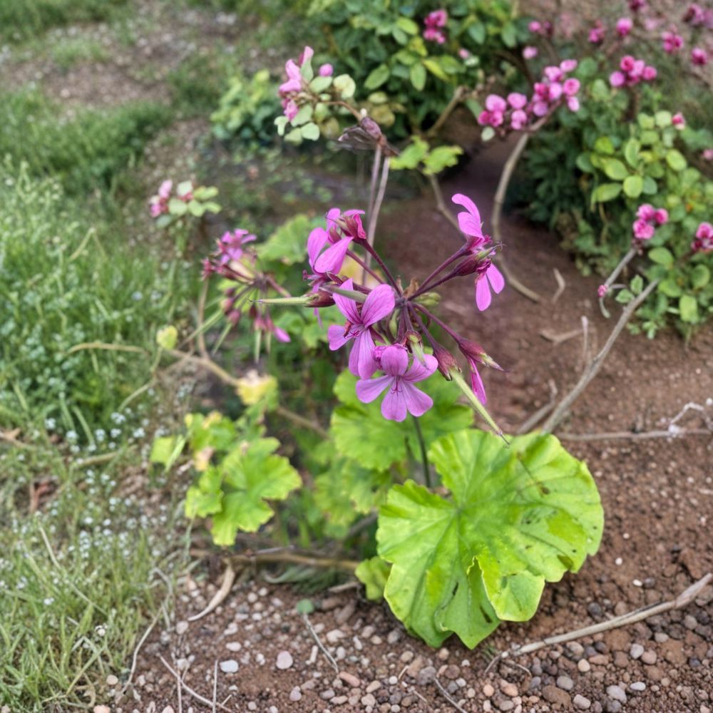 Pelargonium radens Seeds – Trailing Scented Geranium for Ground Cover & Hanging Baskets – Fragrant, Easy to Grow, 5 Seeds