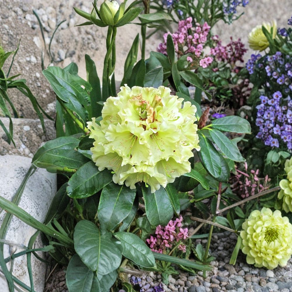 Rhododendron ‘Windsong’ Live Evergreen Shrub | Yellow Wavy Blooms with Red Accents | Hardy Award-Winning Plant | #2 Container Grown