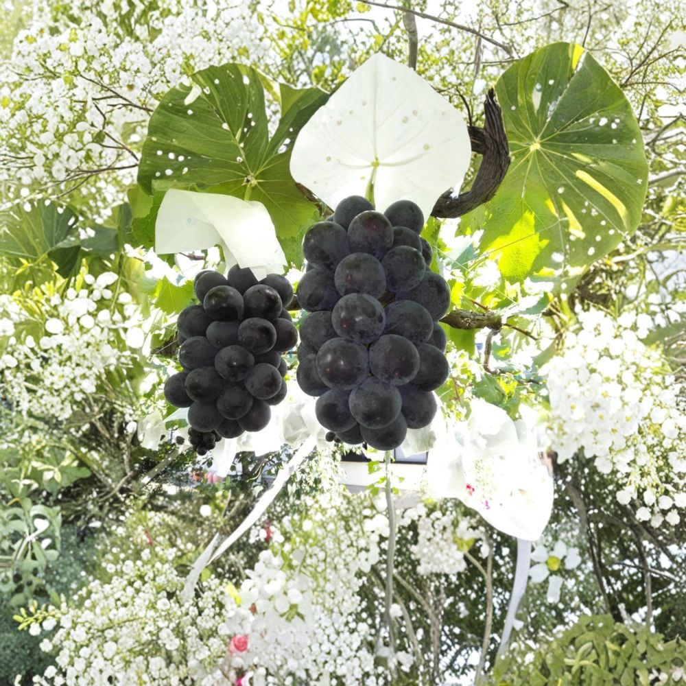 Japanese Fujiminori Giant Table Grape Plant – Vitis vinifera Live Vine in Extra Large Nursery Pot