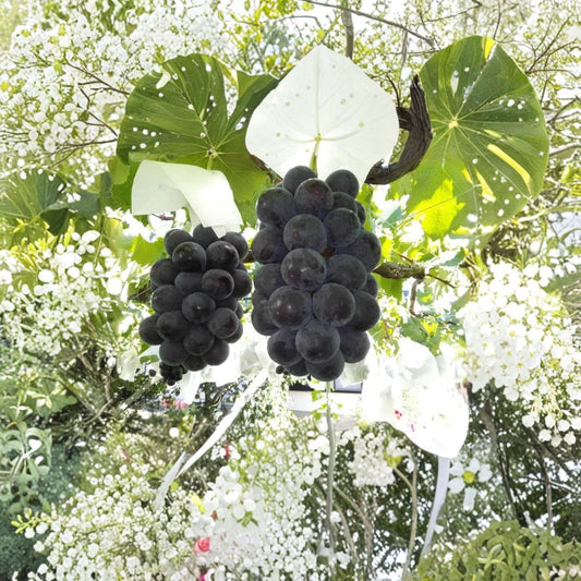 Japanese Fujiminori Giant Table Grape Plant – Vitis vinifera Live Vine in Extra Large Nursery Pot