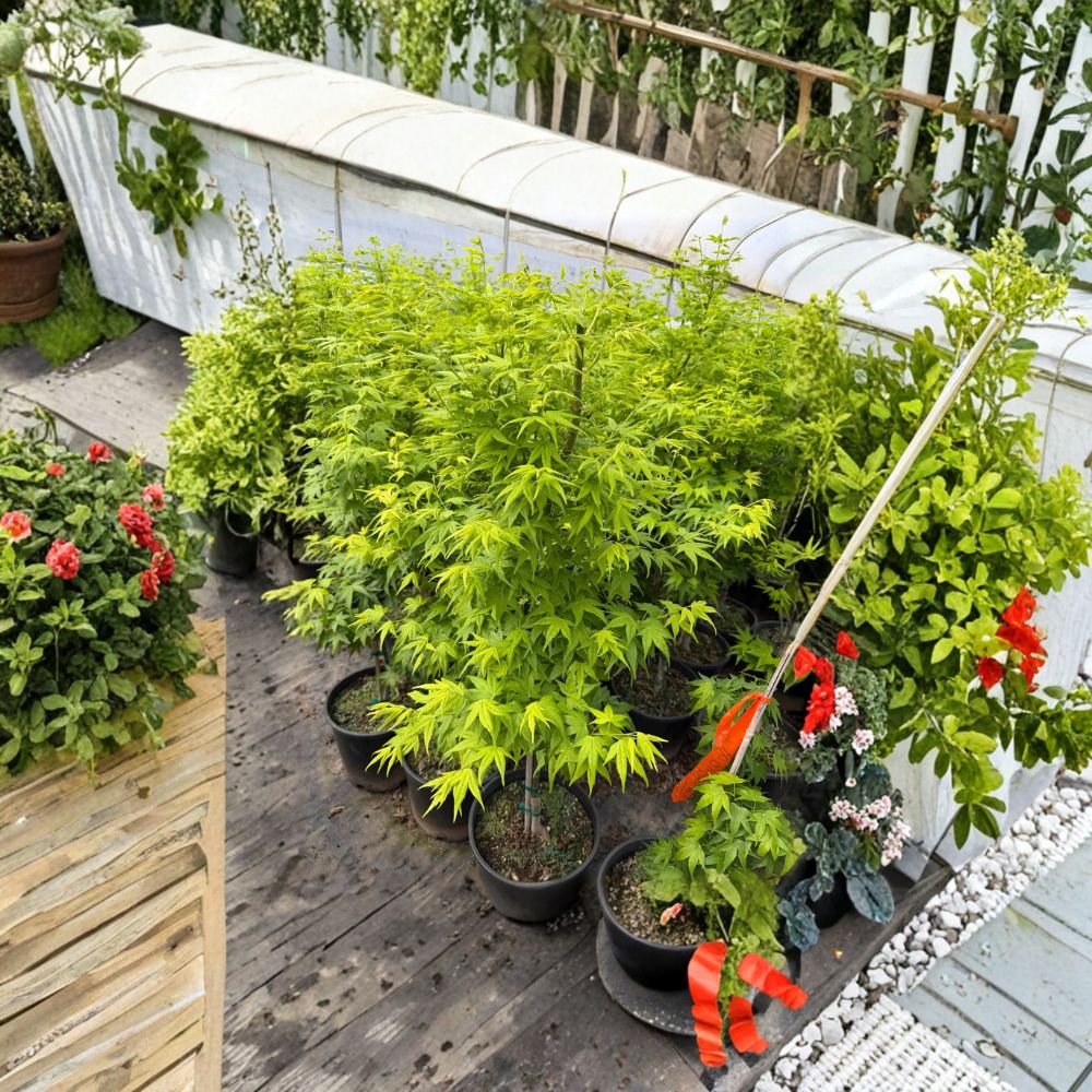 Japanese Maple Tree, Acer palmatum ‘Aoyagi’, Green Bark, 40–50 Inch Container, Winter Interest, Ornamental Garden Tree