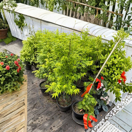 Japanese Maple Tree, Acer palmatum ‘Aoyagi’, Green Bark, 40–50 Inch Container, Winter Interest, Ornamental Garden Tree