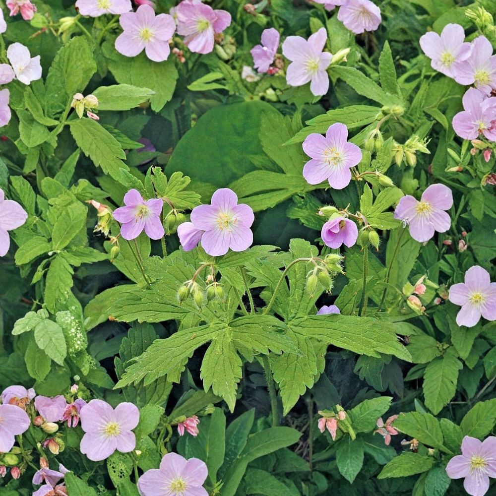 Wild Geranium Bare Roots – Geranium maculatum – Native Woodland Wildflower – Pollinator Friendly Shade Garden Perennial