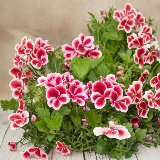 Martha Washington Geranium Seeds – Regal Pelargonium, Large Blooms, Patio & Container Flowers, Easy to Grow, 25+ Seeds Included