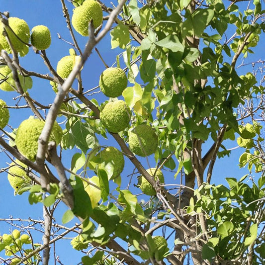 Osage Orange Tree – Live Native Shade Tree | 1 Gallon Pot | Maclura pomifera | Hardy Wildlife Landscape Tree