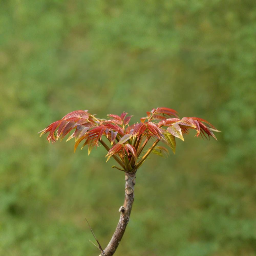 Toona sinensis Fragrant Spring Tree – Edible Chinese Toon Tree in 1 Gallon Nursery Pot | Aromatic Leaves | チャンチン