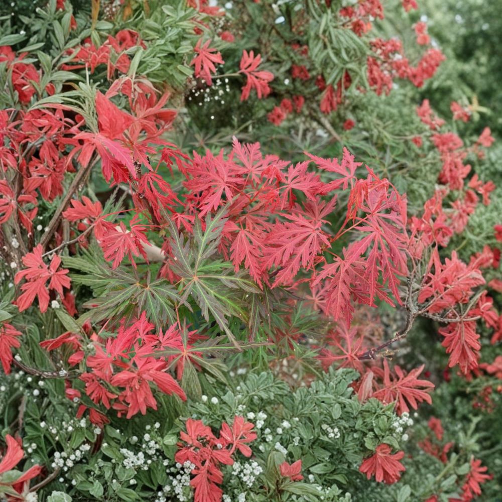 Acer palmatum dissectum ‘Orangeola’ Weeping Japanese Maple – Cascading Red Orange Foliage in #3 Container