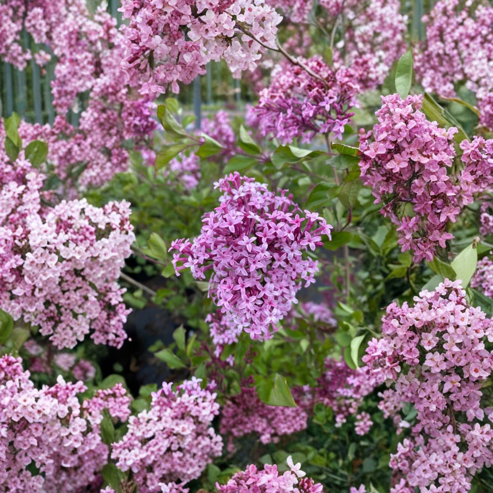 Red Pixie Lilac Dwarf Flowering Shrub 1 Gallon Pot Compact Fragrant Red Lilac Syringa vulgaris