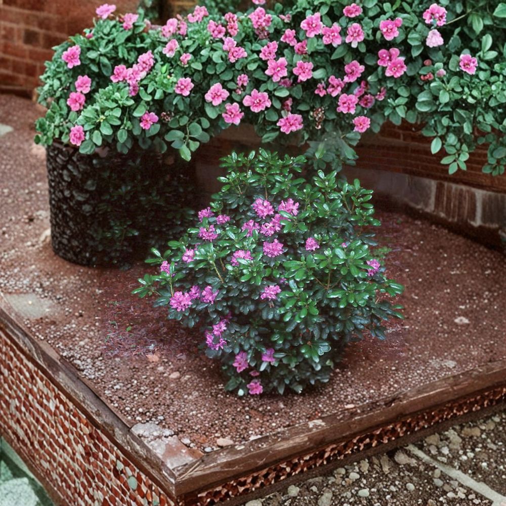 Rhododendron ‘Daphnoides’ Live Evergreen Shrub | Purple Blooms | Cold Hardy Landscape Plant | #2 Container Grown