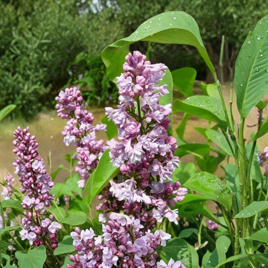 Katherine Havemeyer French Lilac Live Shrub | Double Pink Fragrant Flowers | Syringa vulgaris | Compact Ornamental Plant