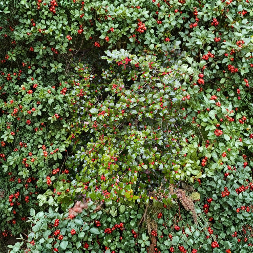 Christmas Carol American Holly Live Plant – Female Evergreen Holly in Quart Pot with Red Winter Berries – Ilex opaca