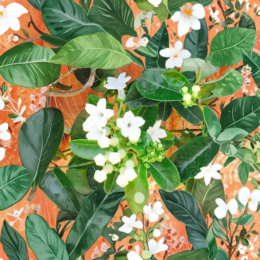 Madagascar Jasmine Seeds – Stephanotis floribunda, 50 Fresh Seeds, Fragrant Climbing Vine, Indoor Exotic Plant, Wedding Decor, White Flowers