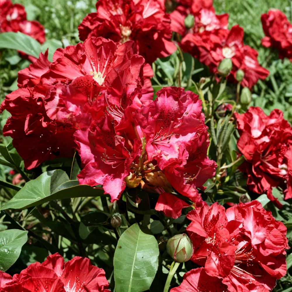 Rhododendron ‘Kluis Sensation’ Evergreen Shrub | Ruffled Red Blooms | Cold Hardy Garden Plant