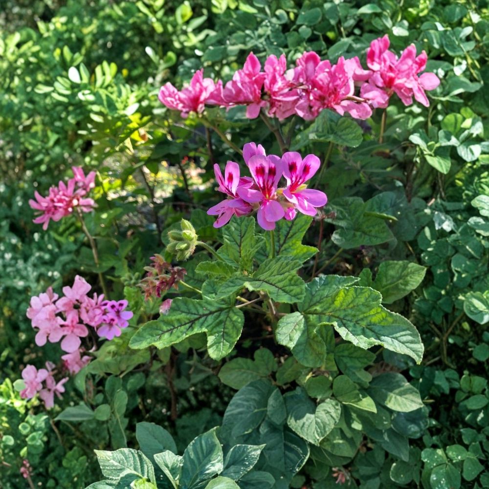 Pink Scented Geranium Cuttings – Pelargonium, 4 Live 6-Inch, Pepper Fragrant, Rare Flowering Herb, Easy to Root