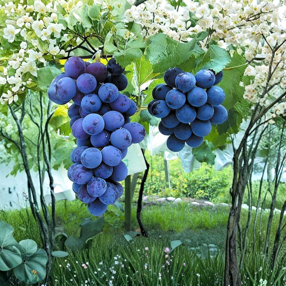 6 Japanese Kyoho Grape Cuttings – Vitis vinifera Live Propagation, Giant Sweet Table Grape Variety, 巨峰葡萄插条, 교호포도