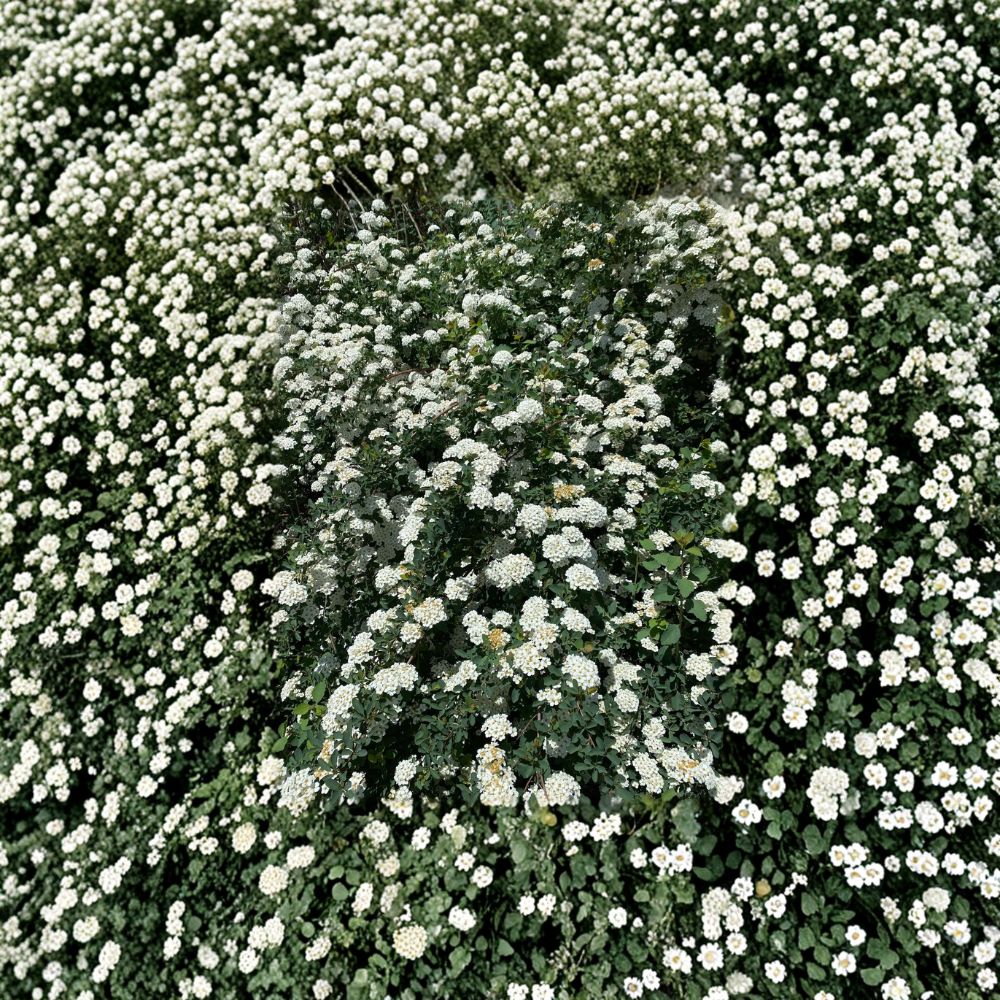 Renaissance Bridal Wreath Spirea – Live Flowering Shrub in 4 Inch Pot, White Spring Blooms, Hardy Landscape Plant, Spiraea x vanhouttei