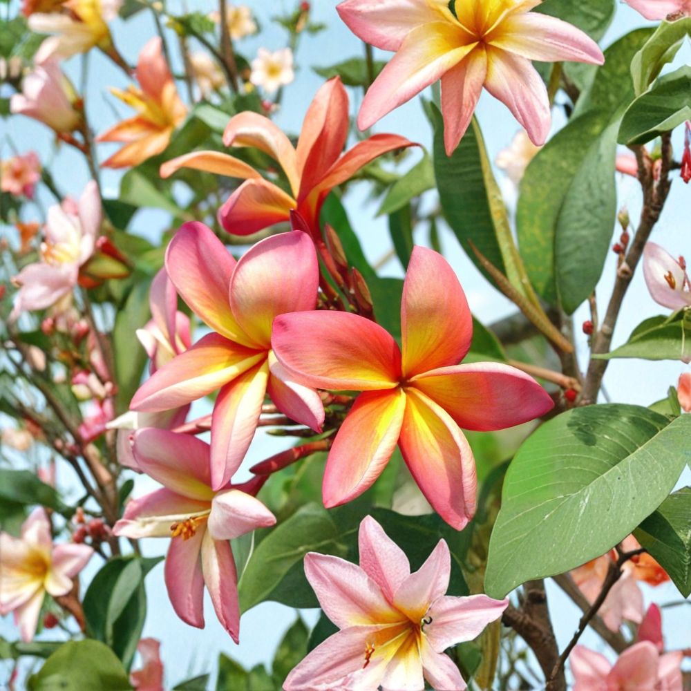 Plumeria Seeds – Pink & Orange Frangipani Tropical Flowering Tree – 5 Fresh Seeds for Garden, Lei, and Landscaping