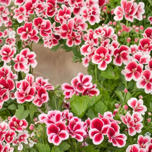 Martha Washington Geranium Seeds – 25+ Pelargonium Regal Flower Seeds for Garden, Patio & Container Blooms, Easy to Grow