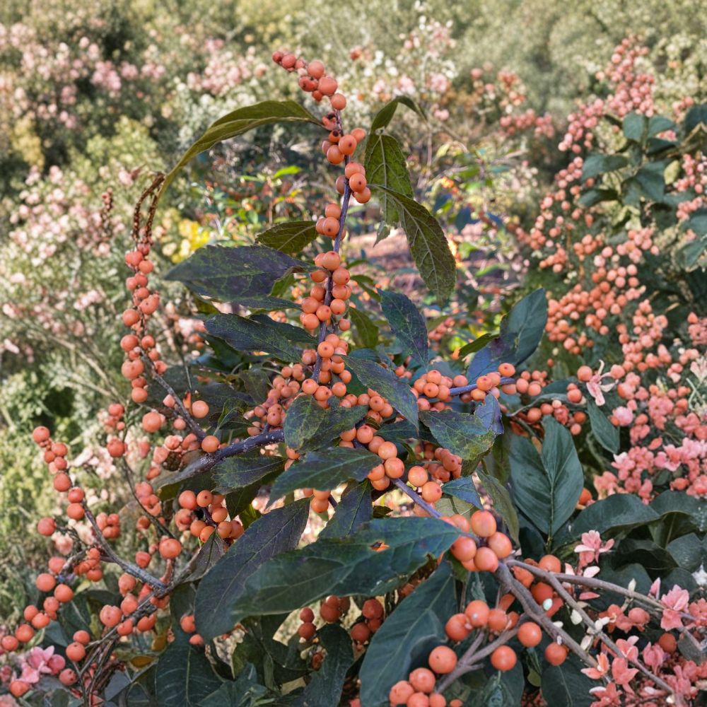 Winter Gold Winterberry Holly – Live Female Shrub in 1 Gallon Pot with Orange Berries | Ilex verticillata Native Landscape Plant