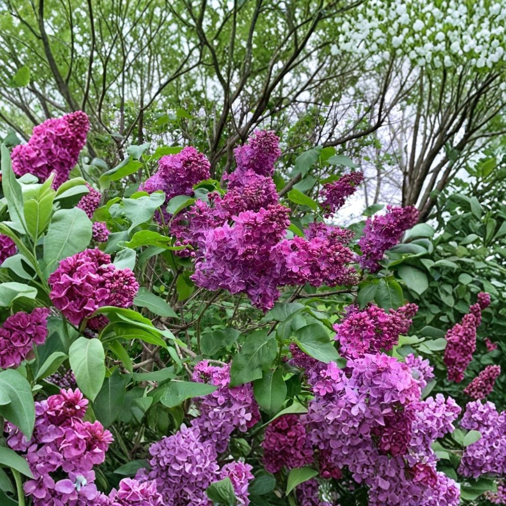 Charles Joly French Lilac Live Shrub | Double Dark Purple Red Flowers | Fragrant Hardy Syringa vulgaris Plant