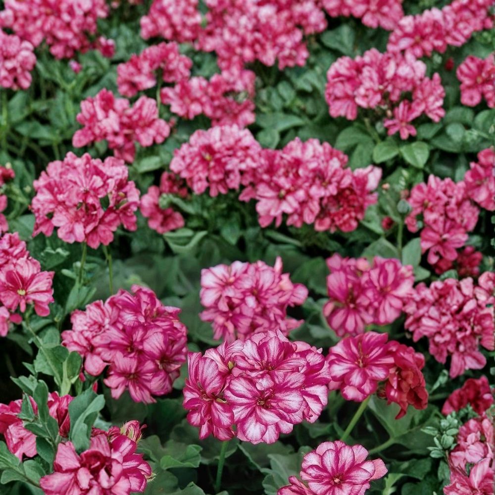 Precision Burgundy Ice Ivy Leaf Geranium Seeds – 25+ Trailing Pelargonium Seeds for Hanging Baskets, Burgundy & White Blooms, Easy to Grow