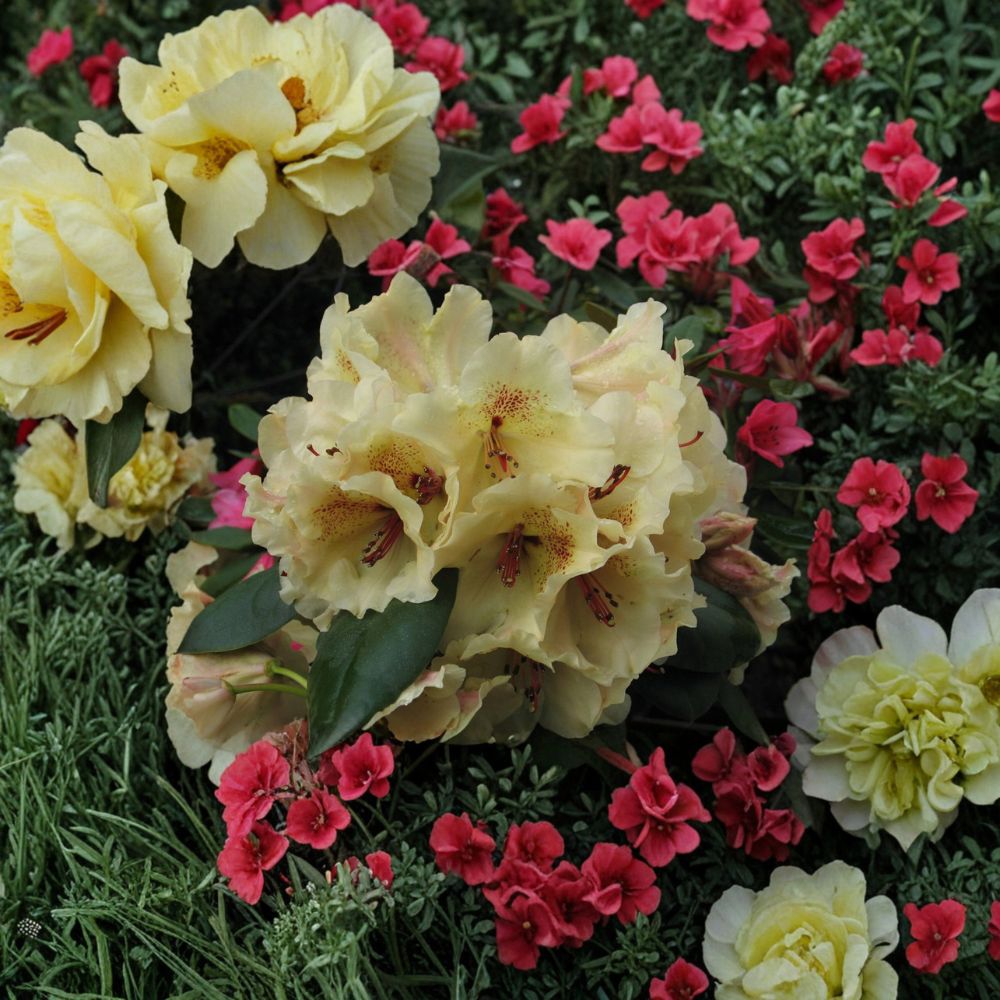 Rhododendron ‘Viscy’ Live Evergreen Shrub – Compact Hardy Plant with Ruffled Yellow Blooms and Red Freckles
