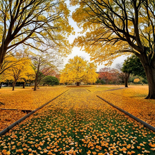 Japanese Ginkgo Tree Live Plant in Nursery Pot | Ginkgo biloba Ornamental Tree with Golden Fall Foliage