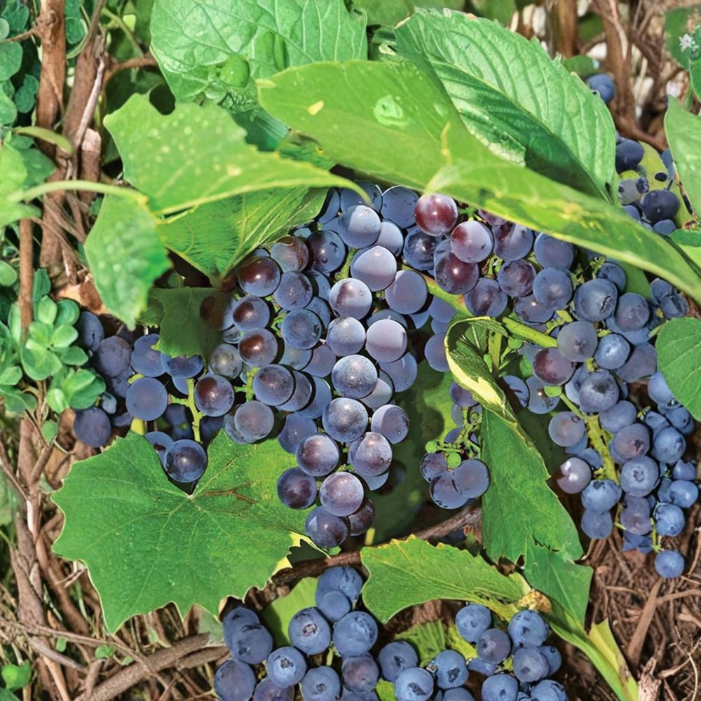 Seedless Concord Grape Cuttings – Vitis labrusca Live Propagation for Home Garden, Sweet Juice & Table Grape, Easy to Grow