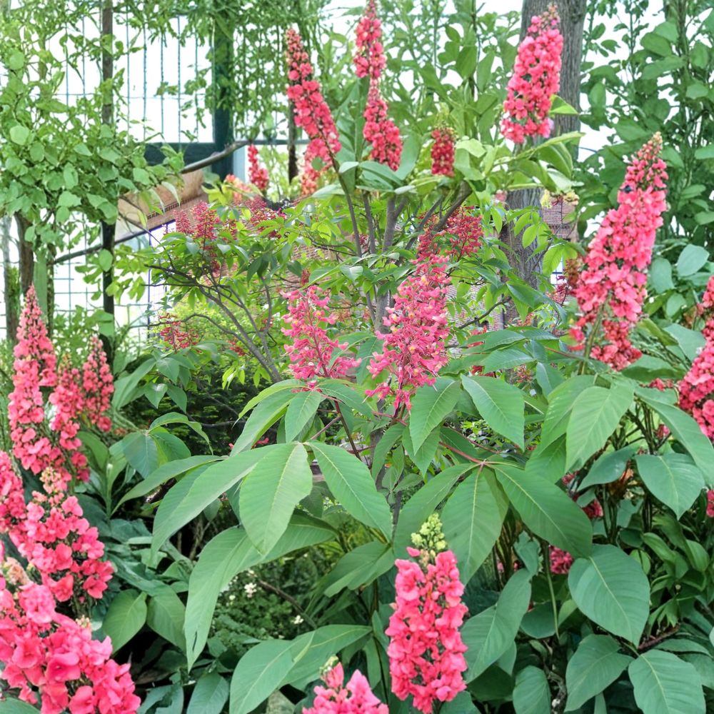 Red Buckeye Tree – Live Native Flowering Shrub in 1 Gallon Pot | Aesculus pavia | Hummingbird and Pollinator Friendly Landscape Plant