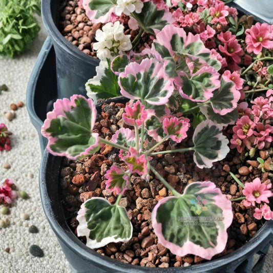 Ice Queen Geranium Seeds – Pelargonium Zonal, White & Pink Blooms, Easy to Grow, Garden & Container Flowers, 25+ Seeds