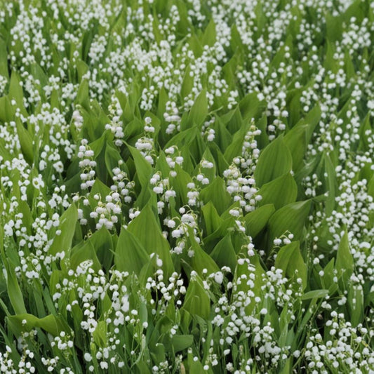 Lily of the Valley Bare Root Plants – 20 Live Perennials with Fragrant White Flowers – Convallaria majalis Groundcover for Shade Gardens