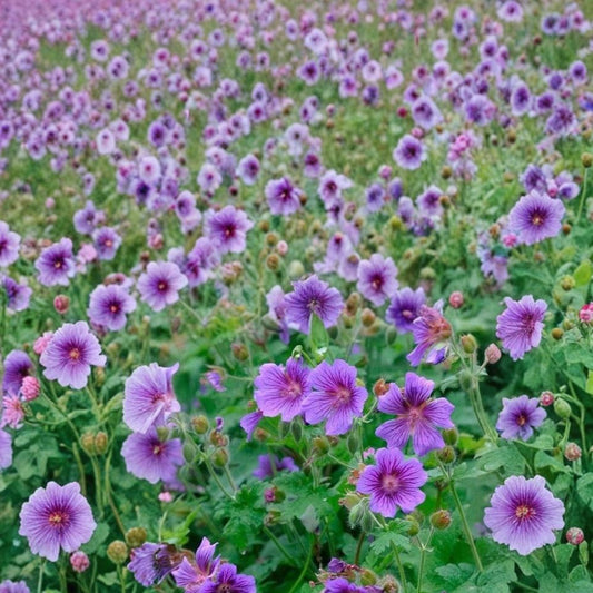 Himalayan Cranesbill Geranium Seeds – 25+ Hardy Perennial Flower Seeds for Cottage Gardens, Blue Purple Blooms, Easy to Grow