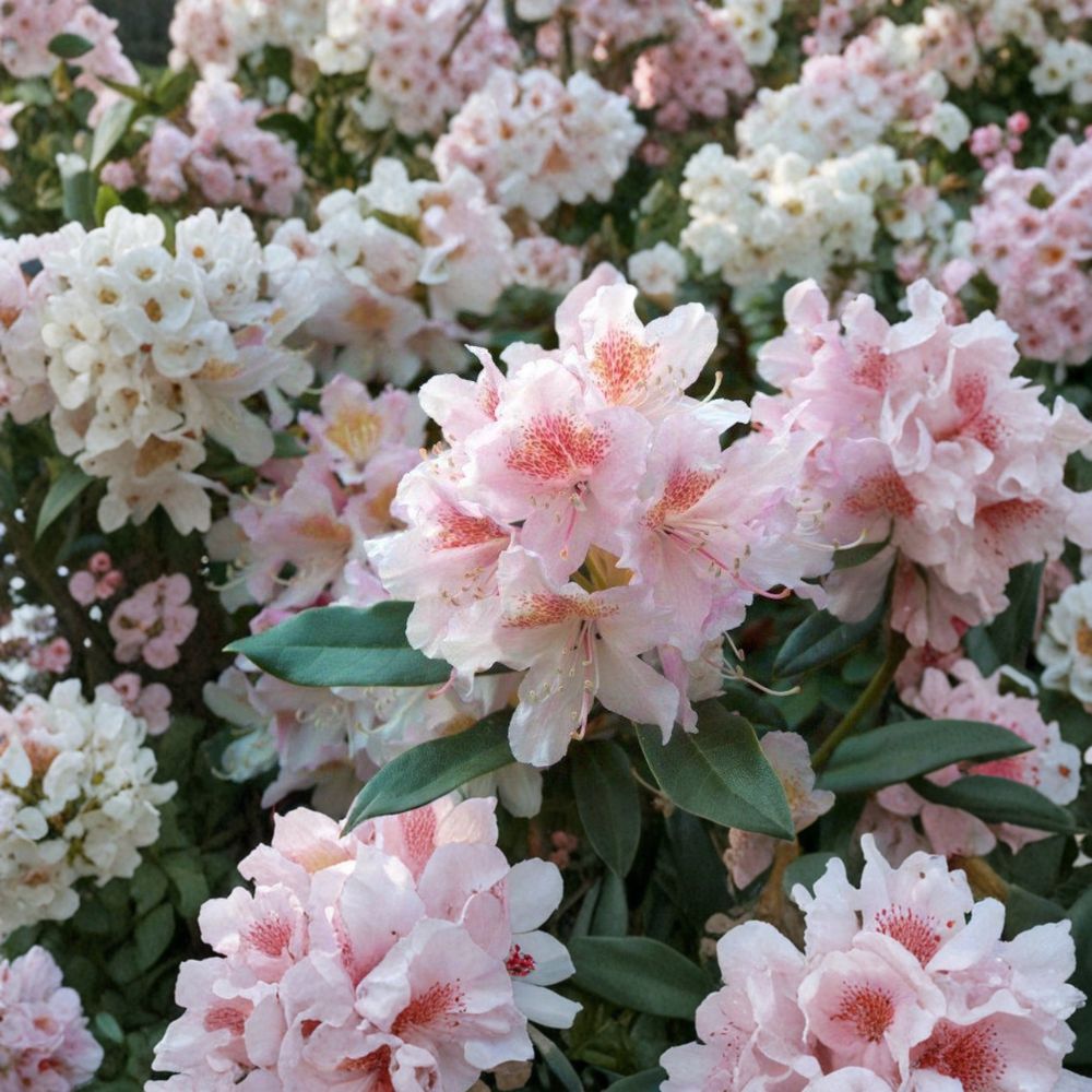 Rhododendron ‘Cunningham’s Blush’ Live Evergreen Shrub | White Pink Gold Blooms | Hardy Landscape Plant | Field Grown 12-15 Inches Wide